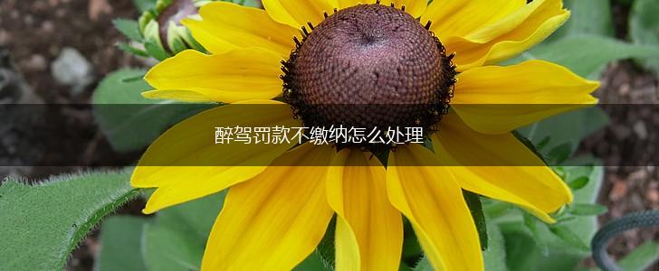 醉驾罚款不缴纳怎么处理,第1张
