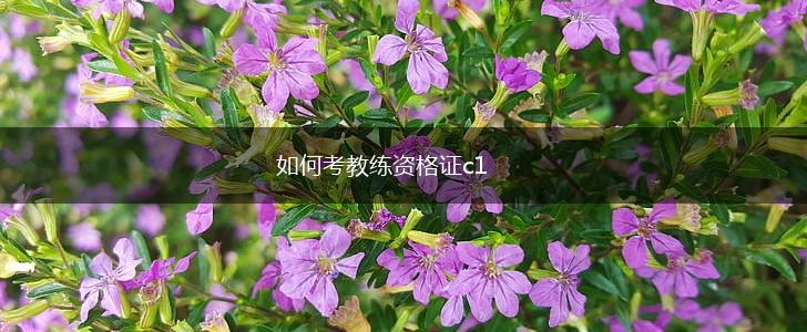 如何考教练资格证c1,第1张