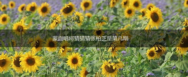 蒙面唱将猜猜猜张柏芝是第几期,第1张 蒙面唱将猜猜猜张柏芝是第几期,第1张