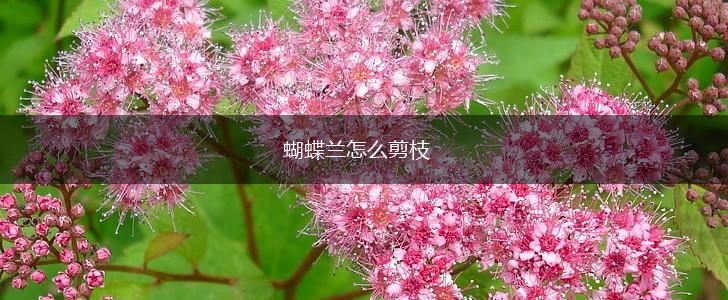 蝴蝶兰怎么剪枝,第1张