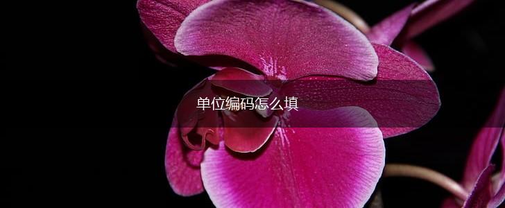 单位编码怎么填,第1张