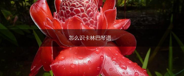 怎么识卡林巴琴谱,第1张