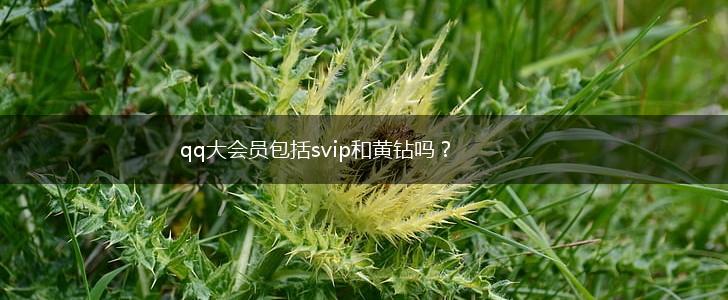 qq大会员包括svip和黄钻吗？,第1张