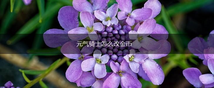 元气骑士怎么改金币,第1张