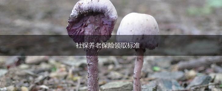 社保养老保险领取标准,第1张