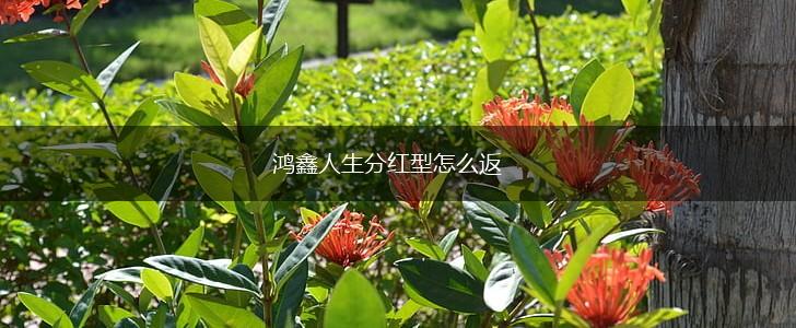 鸿鑫人生分红型怎么返,第1张