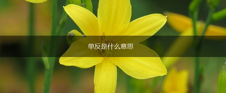 单反是什么意思,第1张