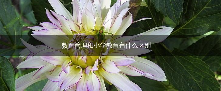 教育管理和小学教育有什么区别,第1张