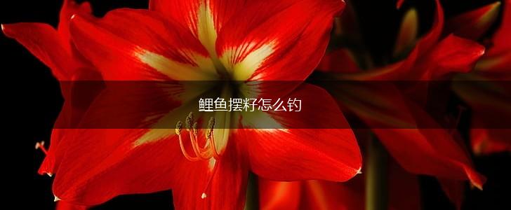 鲤鱼摆籽怎么钓,第1张