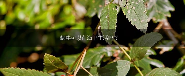 蜗牛可以在海里生活吗?,第1张 蜗牛可以在海里生活吗?,第1张