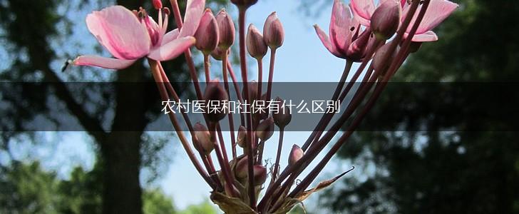 农村医保和社保有什么区别,第1张