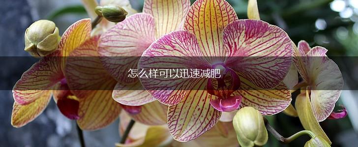 怎么样可以迅速减肥,第1张