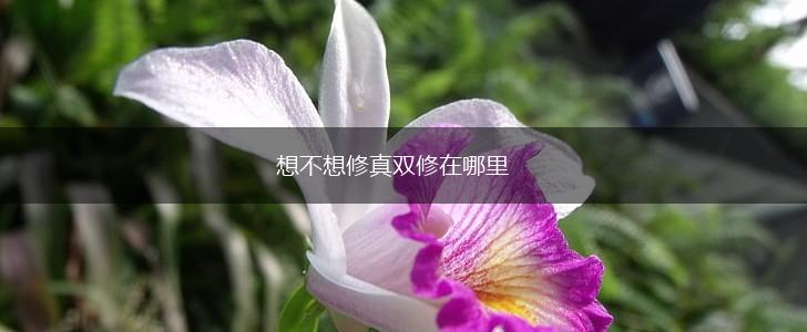 想不想修真双修在哪里,第1张