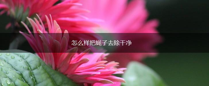 怎么样把蝇子去除干净,第1张