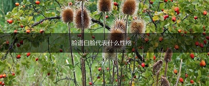 脸谱白脸代表什么性格,第1张