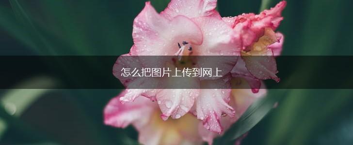 怎么把图片上传到网上,第1张
