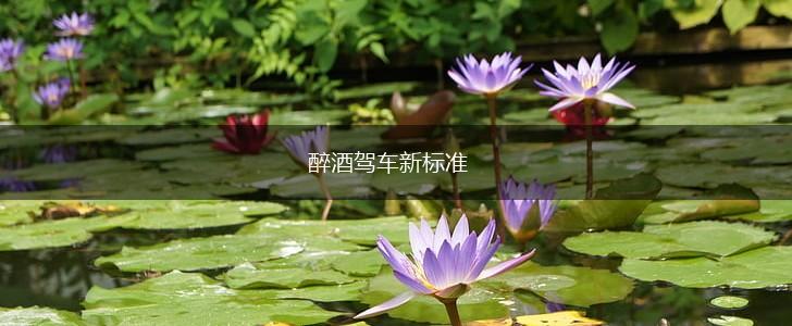 醉酒驾车新标准,第1张