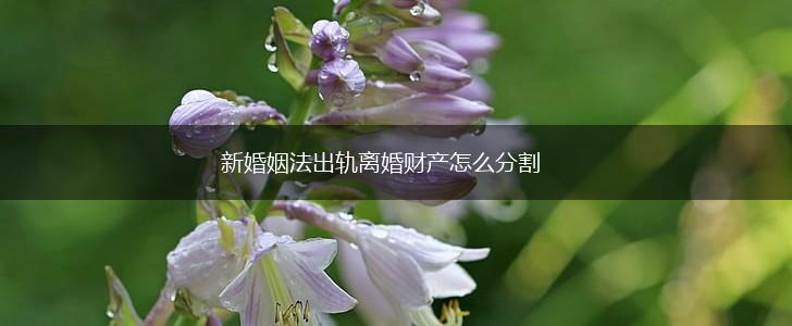 新婚姻法出轨离婚财产怎么分割,第1张