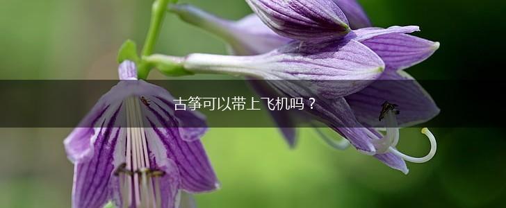 古筝可以带上飞机吗？,第1张