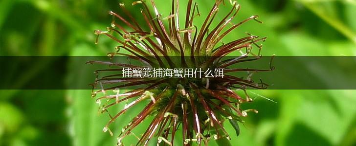 捕蟹笼捕海蟹用什么饵,第1张
