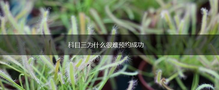 科目三为什么很难预约成功,第1张
