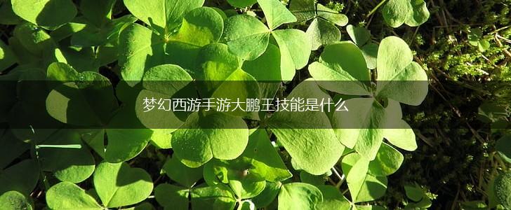 梦幻西游手游大鹏王技能是什么,第1张