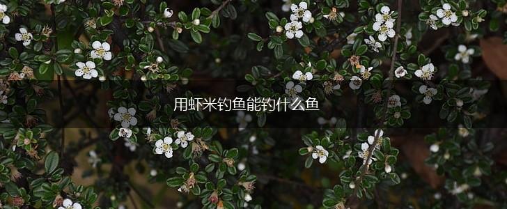 用虾米钓鱼能钓什么鱼,第1张