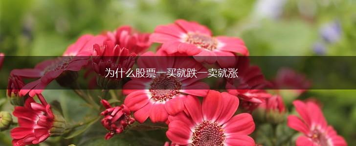为什么股票一买就跌一卖就涨,第1张
