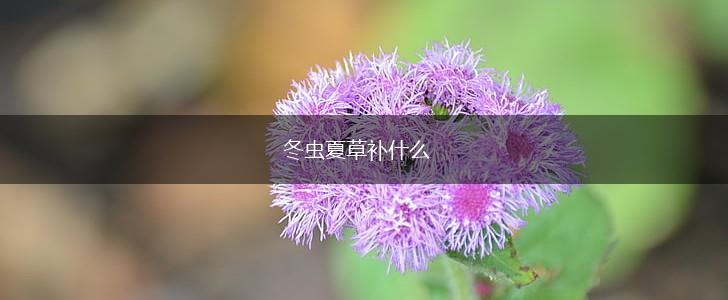 冬虫夏草补什么,第1张