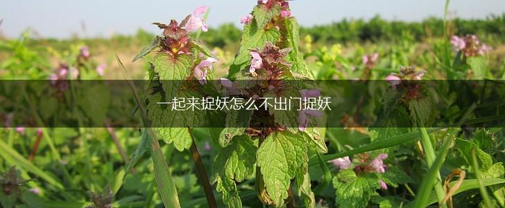 一起来捉妖怎么不出门捉妖,第1张 一起来捉妖怎么不出门捉妖,第1张