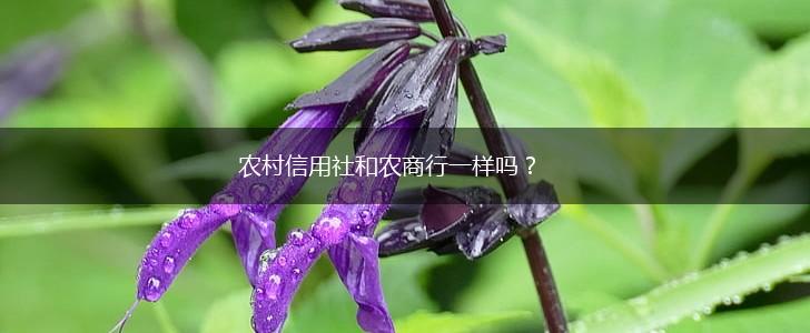 农村信用社和农商行一样吗？,第1张