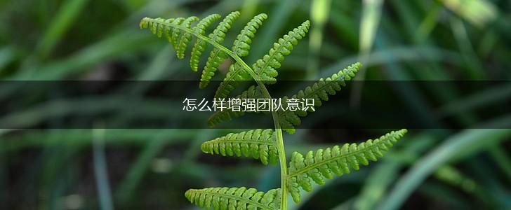 怎么样增强团队意识,第1张