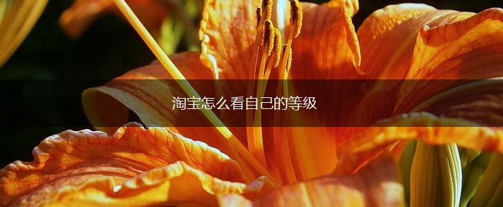 淘宝怎么看自己的等级,第1张