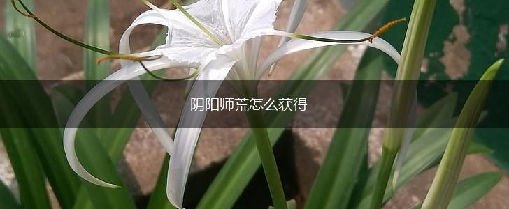 阴阳师荒怎么获得,第1张