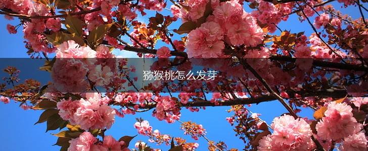 猕猴桃怎么发芽,第1张