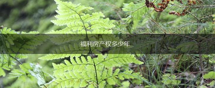 福利房产权多少年,第1张