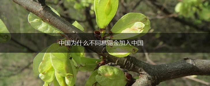 中国为什么不同意锡金加入中国,第1张