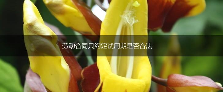 劳动合同只约定试用期是否合法,第1张 劳动合同只约定试用期是否合法,第1张