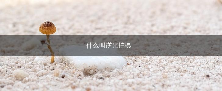 什么叫逆光拍摄,第1张