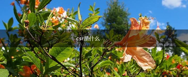 csr是什么,第1张