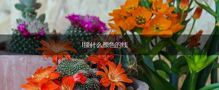 l接什么颜色的线,第1张