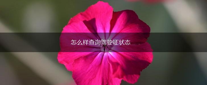 怎么样查询驾驶证状态,第1张
