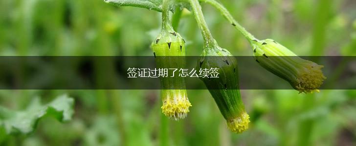 签证过期了怎么续签,第1张