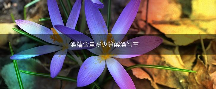 酒精含量多少算醉酒驾车,第1张
