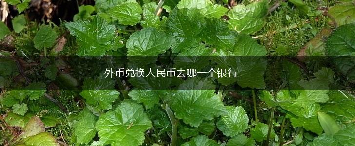 外币兑换人民币去哪一个银行,第1张