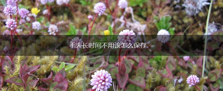 手表长时间不用该怎么保存,第1张