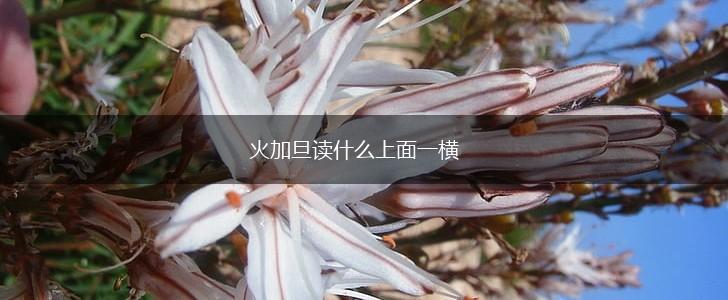 火加旦读什么上面一横,第1张