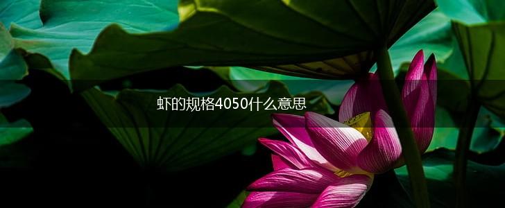 虾的规格4050什么意思,第1张