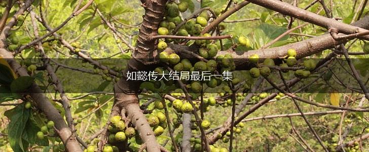 如懿传大结局最后一集,第1张