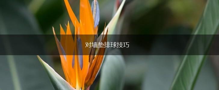 对墙垫排球技巧,第1张
